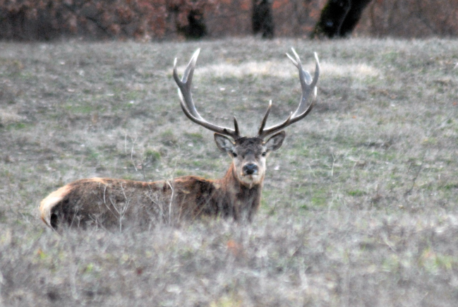 PASSIONE PER IL CERVO